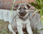 Собаки в Егорьевске: Отдам щенков в добрые руки, добрые и ласковые. Девочка, Бесплатно - фото 5
