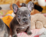 Собаки в Санкт-Петербурге: Шикарный щенки французский бульдог  Мальчик, 80 000 руб. - фото 8