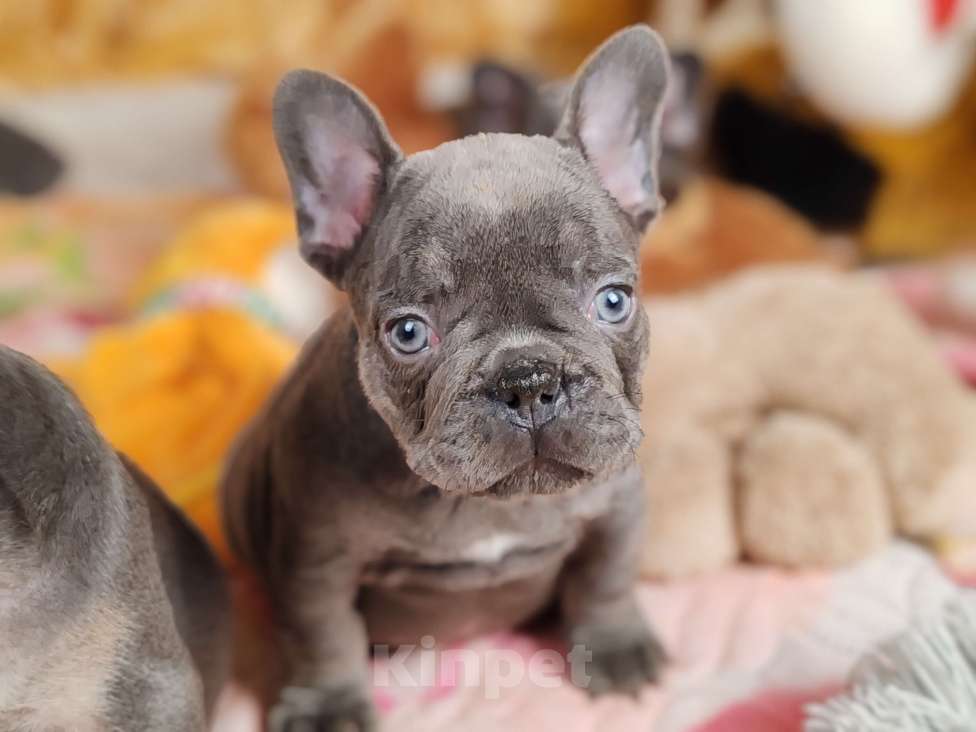 Собаки в Санкт-Петербурге: Шикарный щенки французский бульдог  Мальчик, 80 000 руб. - фото 8