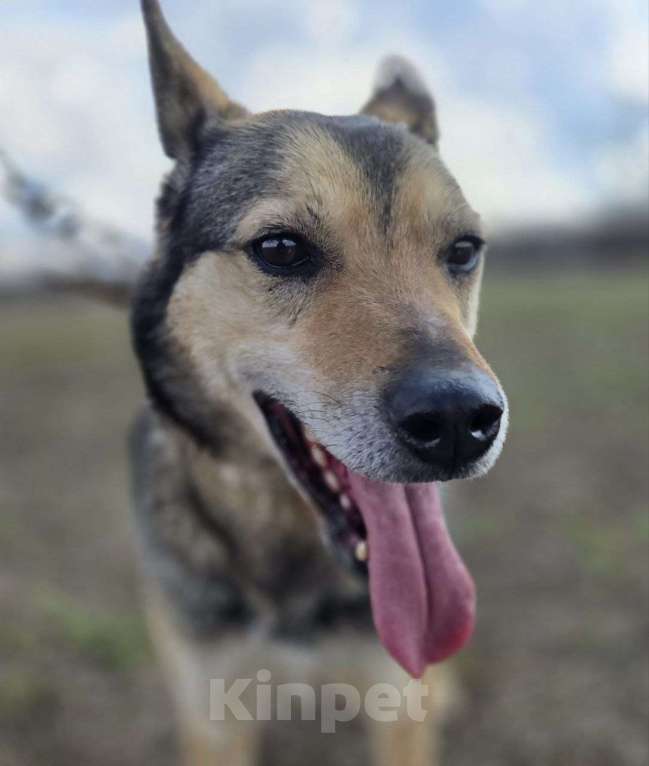 Собаки в Королеве: Яша ждёт своего человека! Мальчик, Бесплатно - фото 4