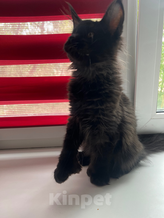 Кошки в Дубне: Котёнок мейн-кун Девочка, 15 000 руб. - фото 3