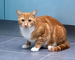 Кошки в Мытищах: Кошка Дуся в добрые руки Девочка, Бесплатно - фото 5
