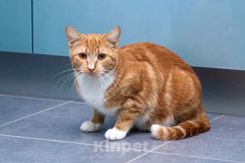 Кошки в Мытищах: Кошка Дуся в добрые руки Девочка, Бесплатно - фото 5