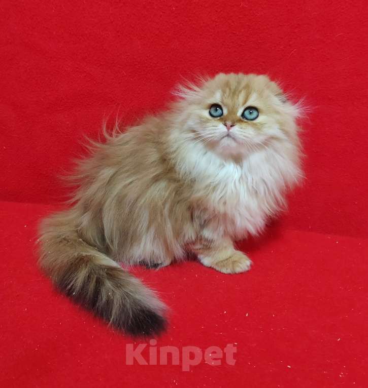 Кошки в Москве: Золотая мраморная кошечка хайленд Девочка, 20 000 руб. - фото 7