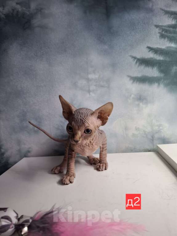 Кошки в Керчи: Котенок канадского сфинкса Девочка, 10 000 руб. - фото 3