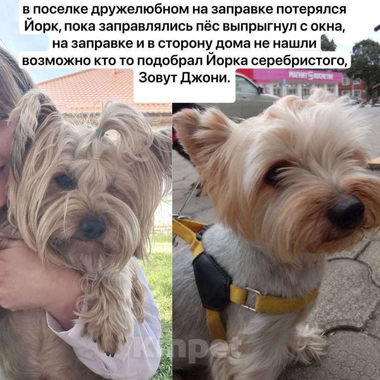 Собаки в Краснодаре: Потерялся член семьи, вознаграждение  Мальчик, 10 000 руб. - фото 1