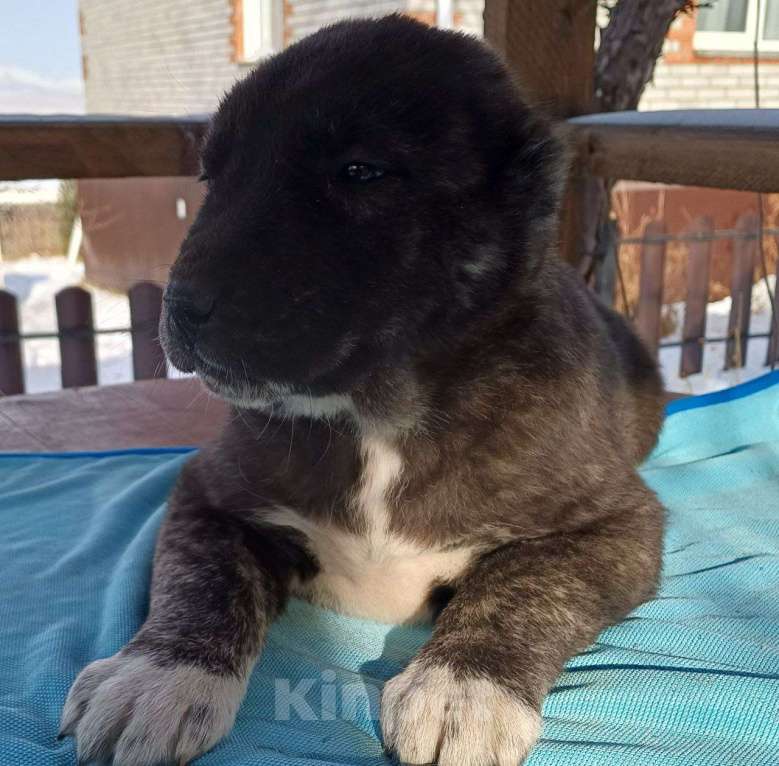 Собаки в других городах Хакасии: Щенки среднеазиатской овчарки алабай Разнополые, 20 000 руб. - фото 3