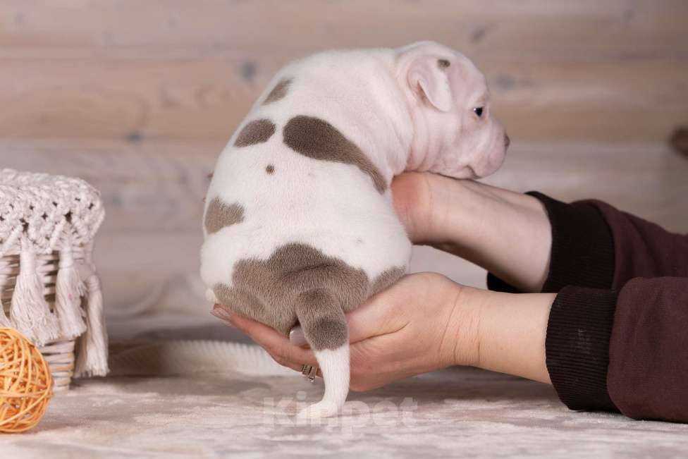 Собаки в Королеве: Американский булли Девочка, 150 000 руб. - фото 10