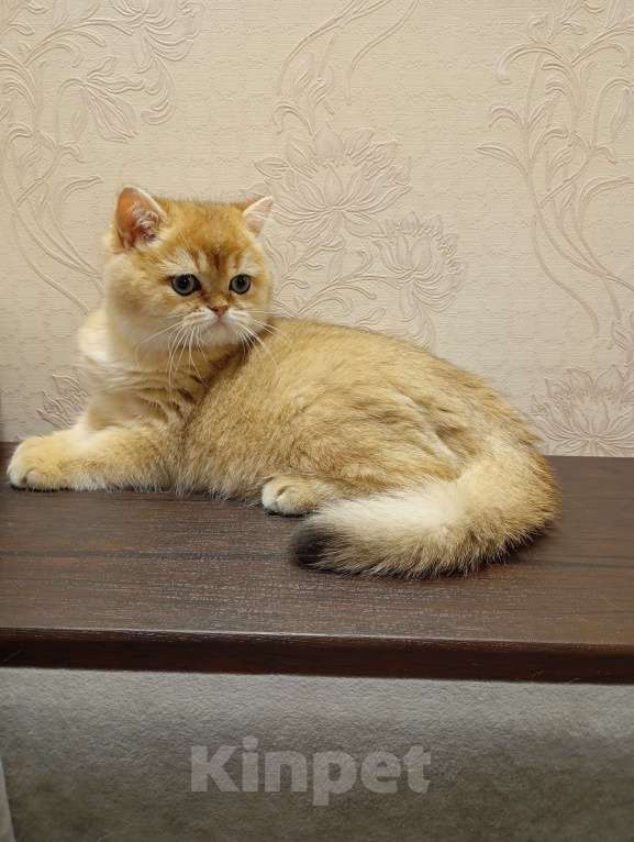 Кошки в Москве: Шотландский котик страйт Мальчик, 150 000 руб. - фото 9