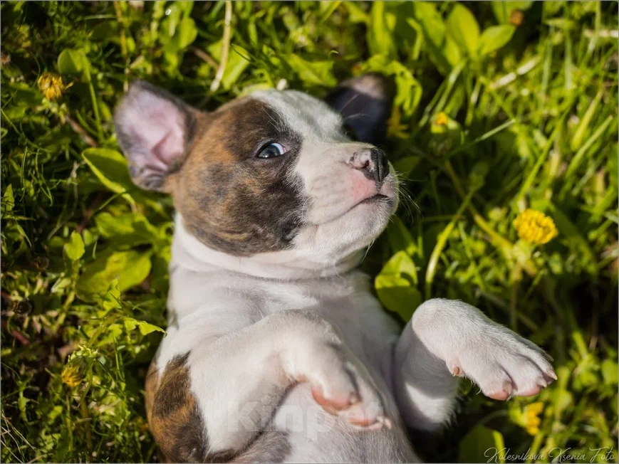 Собаки в Самаре: Щенки АСТ из питомника Мальчик, 30 000 руб. - фото 5
