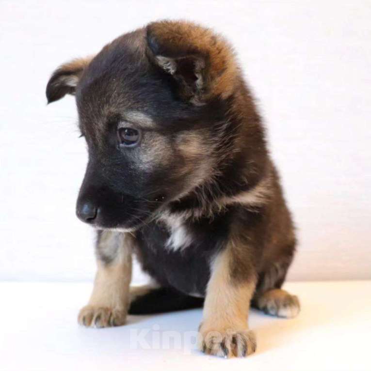 Собаки в Москве: Маленькую Виту выкинули в СНТ Девочка, Бесплатно - фото 5