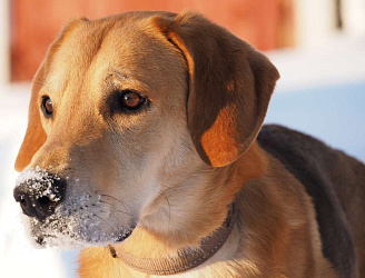 Русская гончая