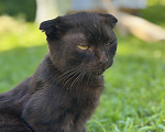 Кошки в Мытищах: Возьми котенка и спаси от зимы Мальчик, Бесплатно - фото 3