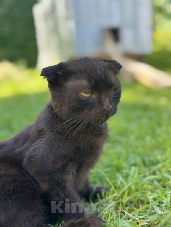 Кошки в Мытищах: Возьми котенка и спаси от зимы Мальчик, Бесплатно - фото 3