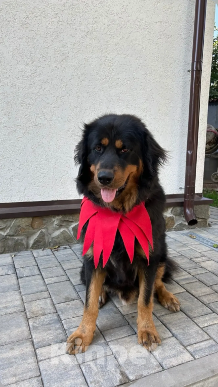 Собаки в Курске: Продам Щенков Монгольского бьанхара Разнополые, 40 000 руб. - фото 8