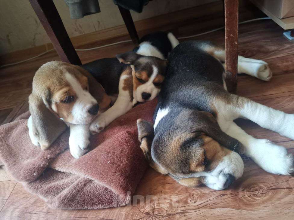 Собаки в Нижнем Новгороде: Бигль мальчик ищет любящего и заботливого хозяина Мальчик, 50 000 руб. - фото 4