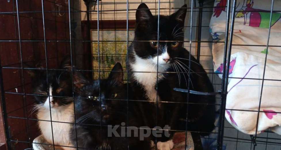 Кошки в Санкт-Петербурге: Флорида Девочка, Бесплатно - фото 5