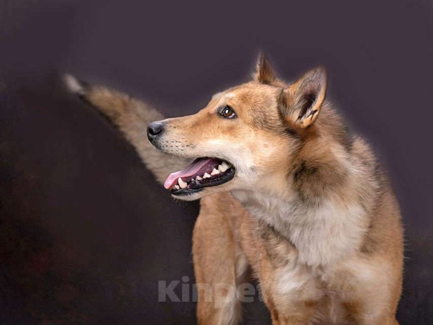 Собаки в Москве: Самая ласковая и добрая собачка Лори ищет дом Девочка, Бесплатно - фото 5