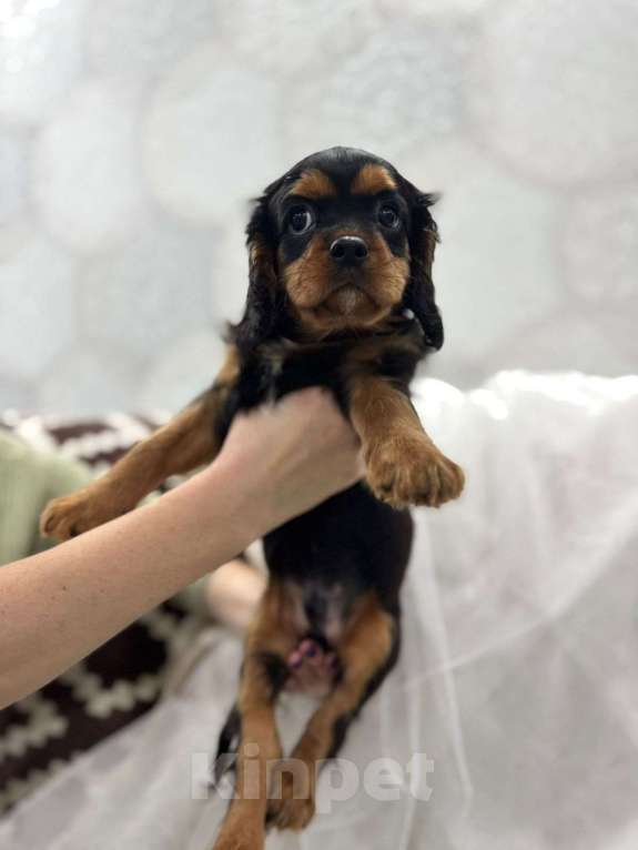 Собаки в других городах Калининградской области: Кавалер Кинг Чарльз Спаниель  Девочка, Бесплатно - фото 1