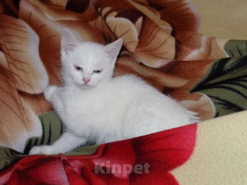 Кошки в Москве: Котята анатолийские девочки Девочка, 8 000 руб. - фото 6