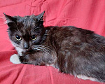 Кошки в Санкт-Петербурге: Два маленьких котенка мальчик и девочка ищут дом  Мальчик, 10 руб. - фото 2