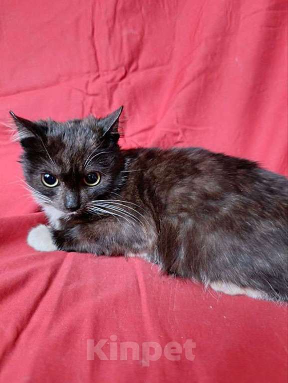 Кошки в Санкт-Петербурге: Два маленьких котенка мальчик и девочка ищут дом  Мальчик, 10 руб. - фото 2