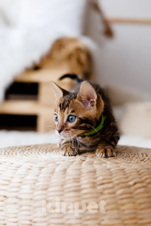 Кошки в Красноярске: Бенгальский котенок  Мальчик, 80 000 руб. - фото 2