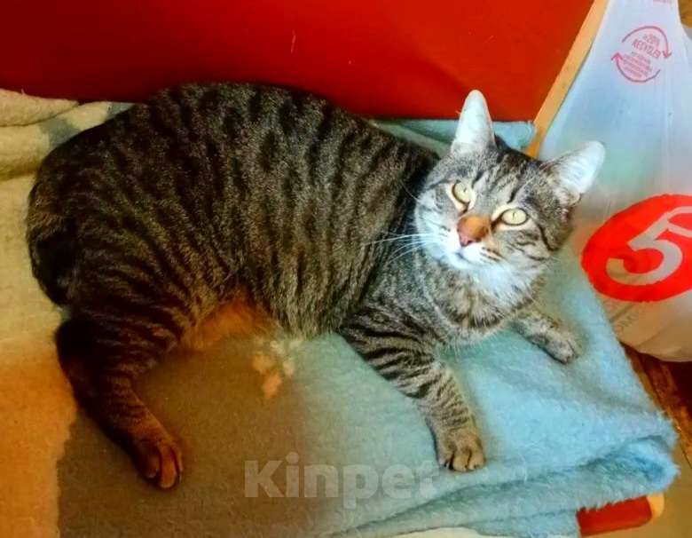 Кошки в Москве: Мишка выброшенный во дворе в дождь Мальчик, Бесплатно - фото 9