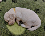 Собаки в Санкт-Петербурге: Щенки золотистого ретривера Мальчик, 70 000 руб. - фото 4