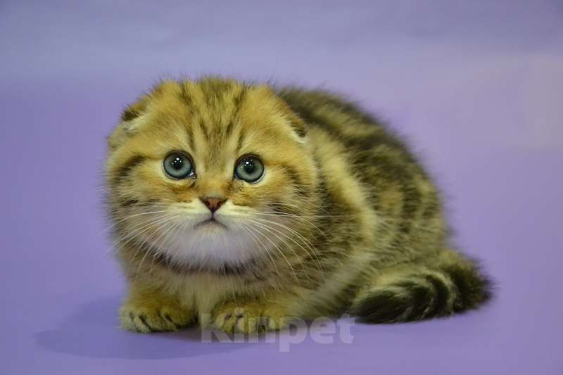 Кошки в Москве: Скоттиш фолд мальчик мраморный Мальчик, 65 000 руб. - фото 3