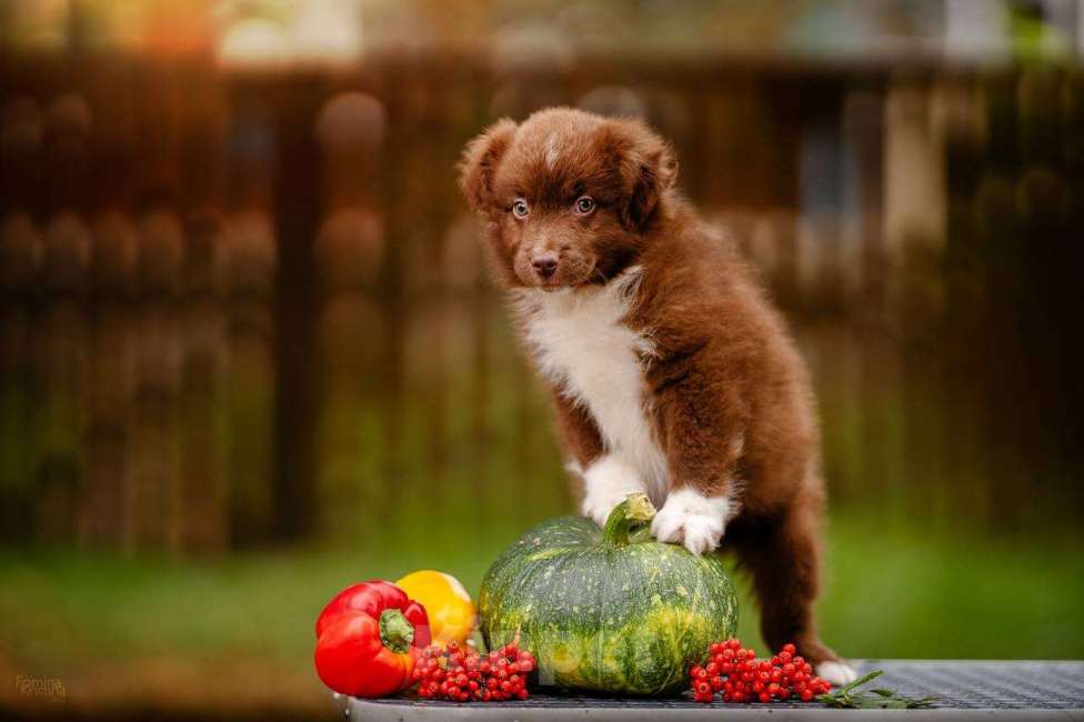 Собаки в Москве: Мальчик красный   Биколор  Мальчик, Бесплатно - фото 2