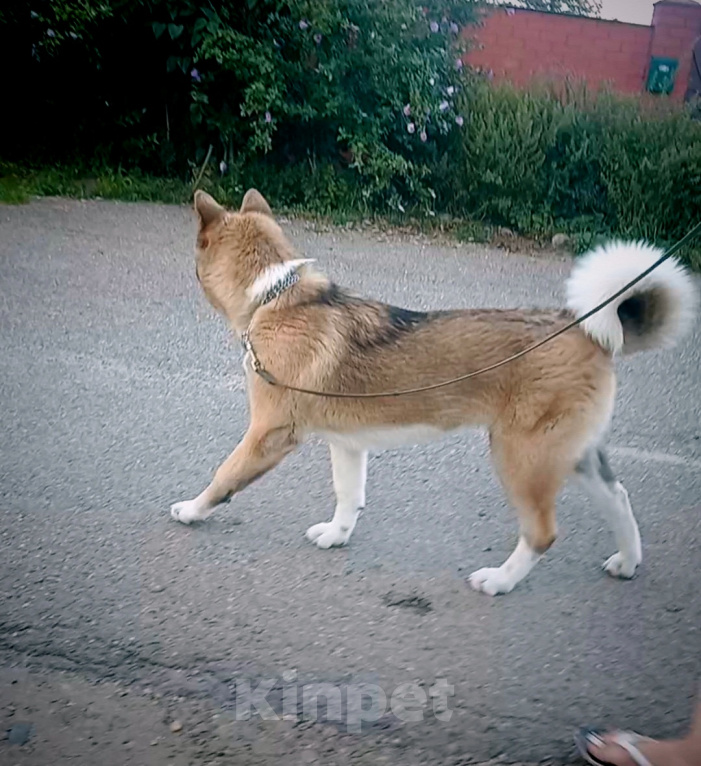 Собаки в других городах Краснодарского края: Продаются Девочка, 30 000 руб. - фото 4