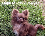 Собаки в Санкт-Петербурге: Чихуахуа шоколадного окраса Шикарный Сэмуэль Мальчик, 120 000 руб. - фото 2