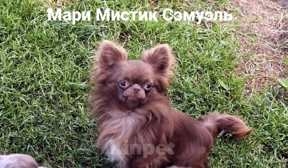 Собаки в Санкт-Петербурге: Чихуахуа шоколадного окраса Шикарный Сэмуэль Мальчик, 120 000 руб. - фото 2