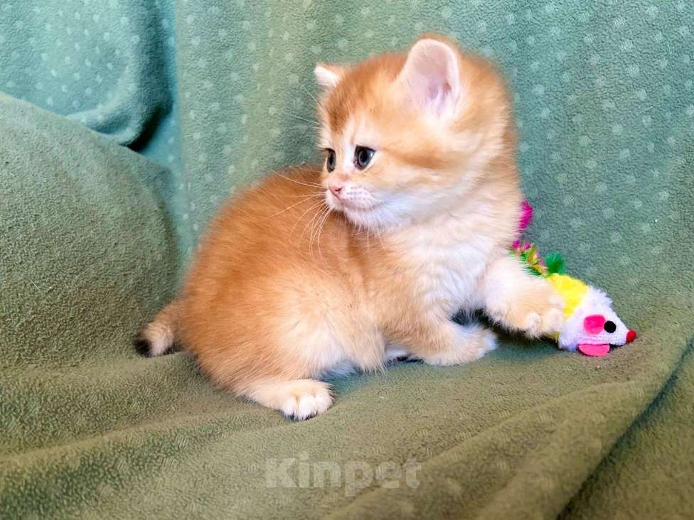 Кошки в Москве: Золотая плюшевая шиншилла Девочка, 35 100 руб. - фото 3