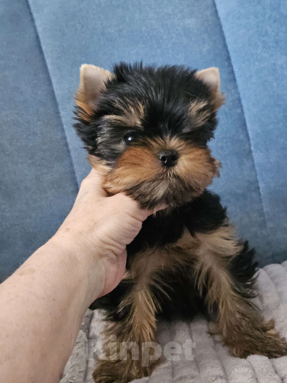 Собаки в Москве: Мальчик йорка Мальчик, 70 000 руб. - фото 1