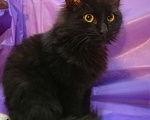 Кошки в Москве: Черный пушистый котенок Мальчик, Бесплатно - фото 5