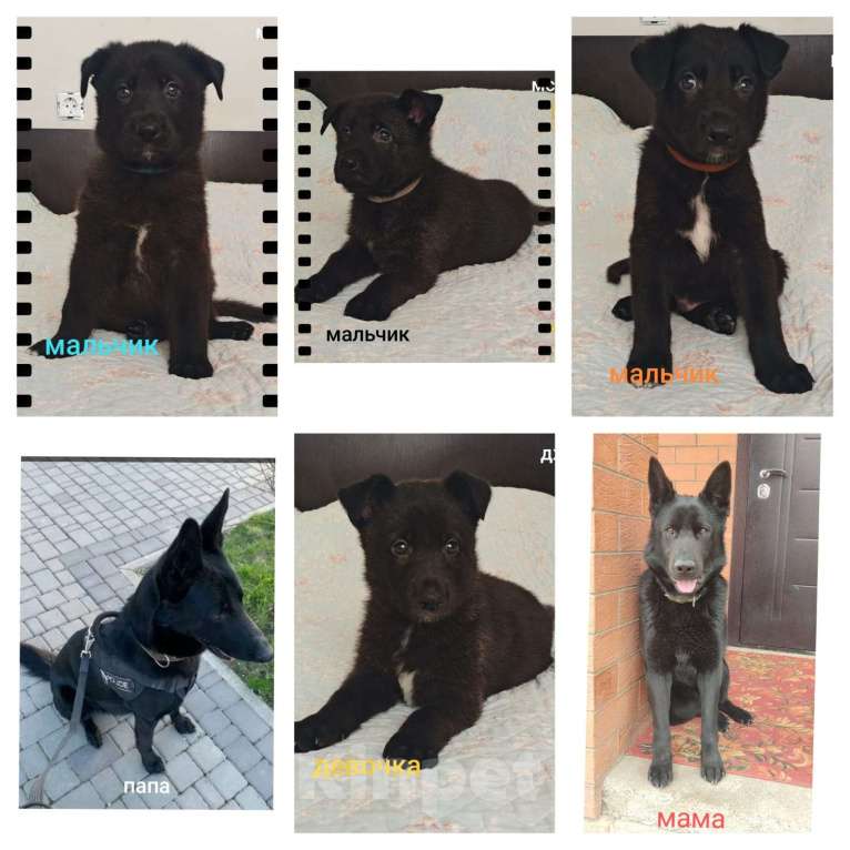 Собаки в других городах Краснодарского края: Продам щенков немецкой овчарки. Мальчик, 16 000 руб. - фото 5