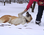 Собаки в Видном: Алабай Кейра, 5 лет Девочка, Бесплатно - фото 2