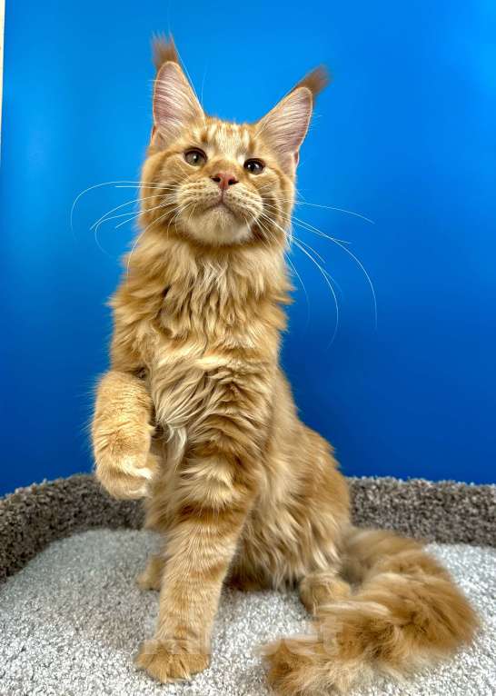 Кошки в Дедовске: Шикарный красный мальчик  Мальчик, 60 000 руб. - фото 5