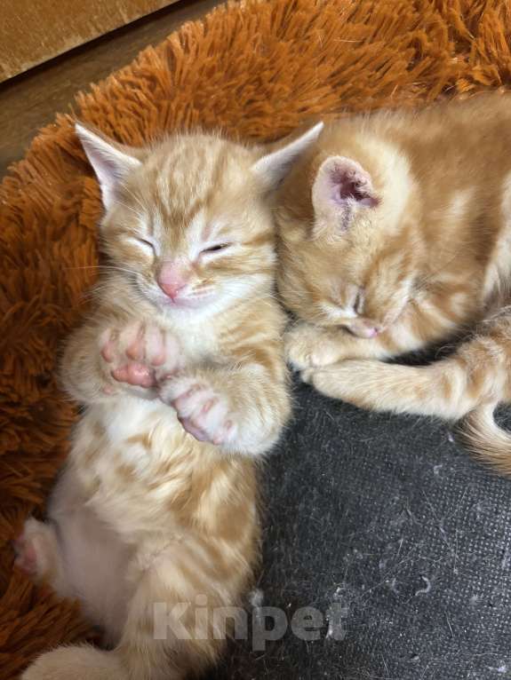 Кошки в Симферополе: Отдаю в добрые руки котят Мальчик, Бесплатно - фото 4