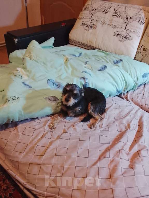 Собаки в Мытищах: Продаю собаку Девочка, 1 500 руб. - фото 2