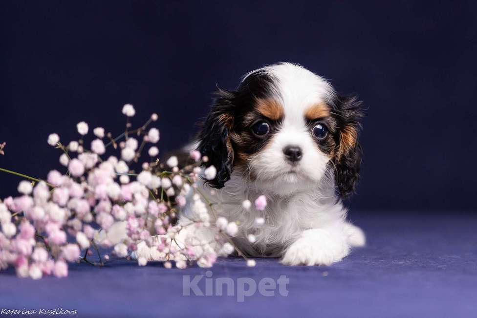 Собаки в Москве: Девочка триколор Девочка, Бесплатно - фото 2