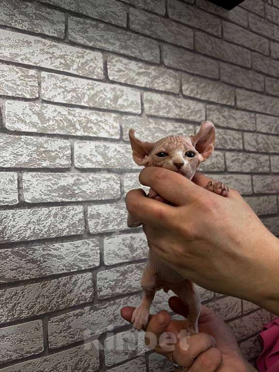 Кошки в Москве: Котята сфинкс эльф Мальчик, 35 000 руб. - фото 7