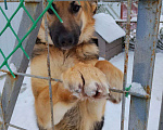 Собаки в других городах Московской области: Немецкая овчарка, щенок Мальчик, Бесплатно - фото 7