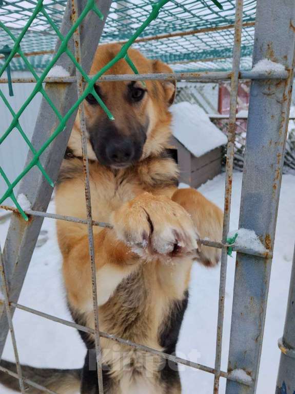 Собаки в других городах Московской области: Немецкая овчарка, щенок Мальчик, Бесплатно - фото 7