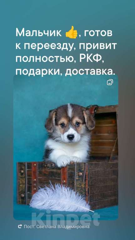 Собаки в Москве: Тарантино Из Басвет Прайд  Мальчик, 85 000 руб. - фото 2