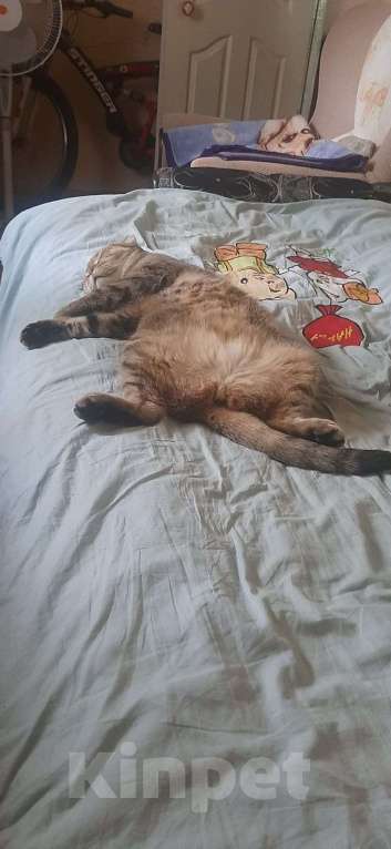 Кошки в Самаре: Отдам кошку в хорошие руки Девочка, Бесплатно - фото 2