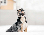 Собаки в Москве: Молодой алабай Самир в дар Мальчик, Бесплатно - фото 1