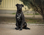 Собаки в Москве: Молодой пёс Лукас из приюта ищет дом Мальчик, 10 руб. - фото 10